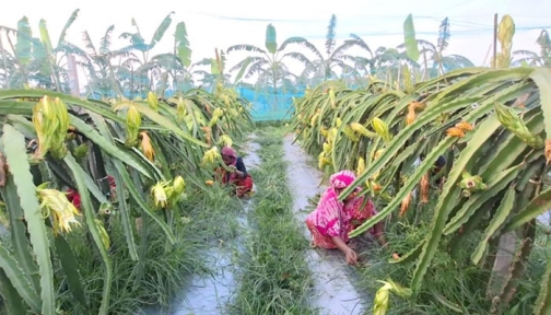 ৪৫ বিঘা জমিতে ডাগ্রন চাষ করে সফল পাঁচবিবির শিপলু