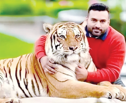 বাঘ ও সিংহ পোষার হিড়িক