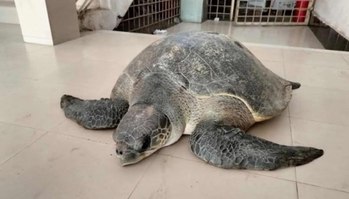 ভোলায় বিরল প্রজাতির বিশালাকৃতির কচ্ছপ উদ্ধার