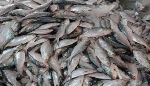 পাথরঘাটায় অর্ধ কোটি টাকায় ২০০ মণ ইলিশ বিক্রি