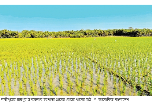 রায়পুরে বোরো ধানের উৎপাদন নিয়ে আশাবাদী কৃষক  