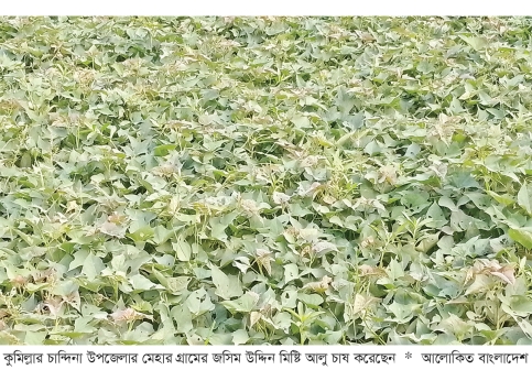 চান্দিনায় কন্দাল জাতীয় ফসল চাষে বিপ্লব 