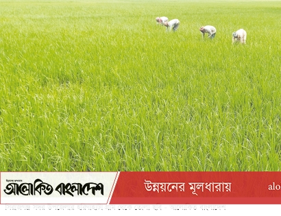 মৌসুমি রোপা আমন চাষাবাদে ভালো ফলনের আশা