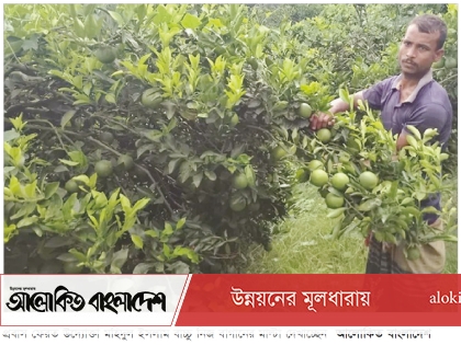কুষ্টিয়ায় সবুজ মাল্টা চাষে লাখ টাকা আয় উদ্যোক্তা কৃষকের